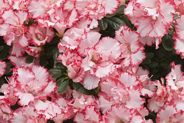 566096 - Indian azalea (Rhododendron simsii 'Leopold Astrid')