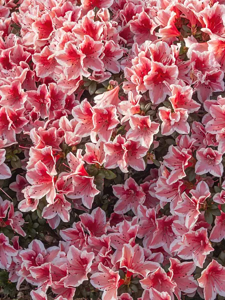 410007 - Indian azalea (Rhododendron simsii 'Mevrouw Gerard Kint')