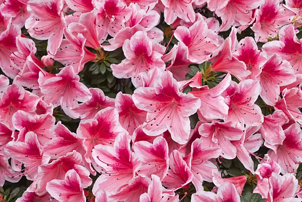 601019 - Indian azalea (Rhododendron simsii 'Mevrouw Gerard Kint')