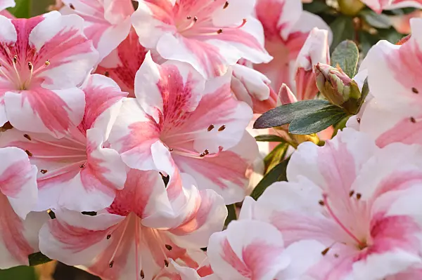 470045 - Indian azalea (Rhododendron simsii 'Nancy Mary')