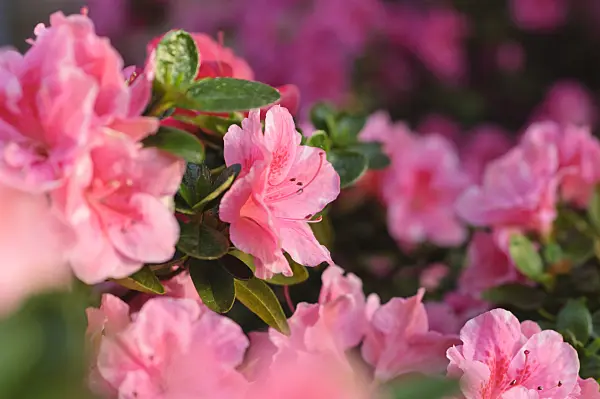 492019 - Indian azalea (Rhododendron simsii 'Nanny')