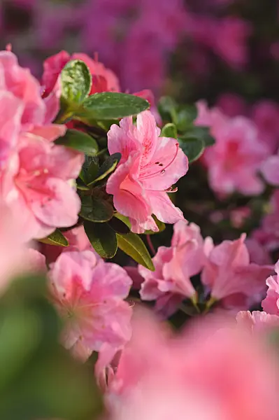 492020 - Indian azalea (Rhododendron simsii 'Nanny')