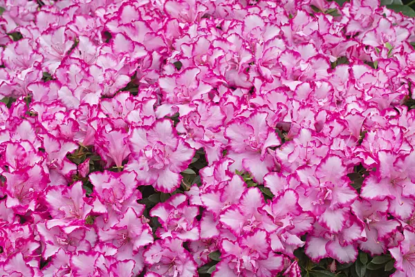 566098 - Indian azalea (Rhododendron simsii 'Panfilia')