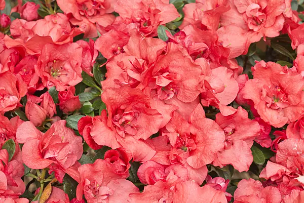 566097 - Indian azalea (Rhododendron simsii 'Paul Schäme')