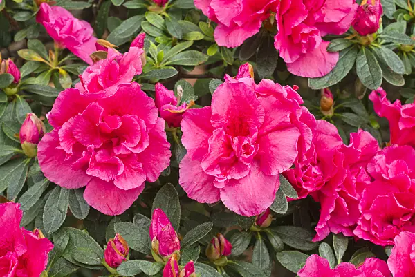 566099 - Indian azalea (Rhododendron simsii 'Reinhold Ambrosius')