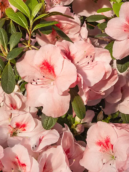 410008 - Indian azalea (Rhododendron simsii 'Rosafolia')