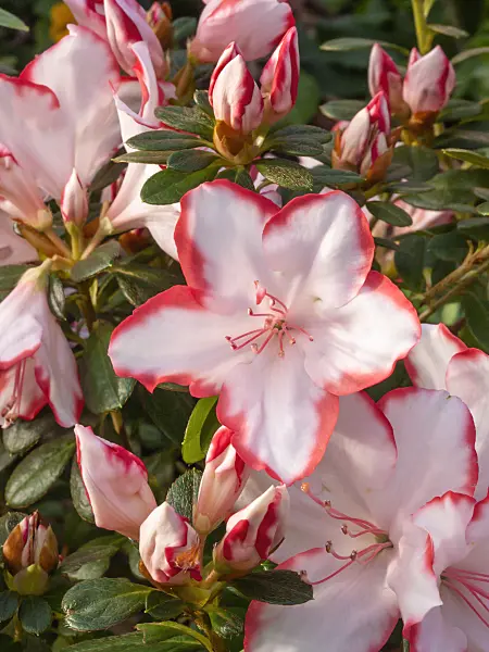 409012 - Indian azalea (Rhododendron simsii 'Sachsenstern')