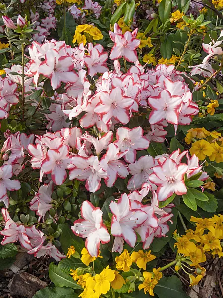 410010 - Indian azalea (Rhododendron simsii 'Sachsenstern')