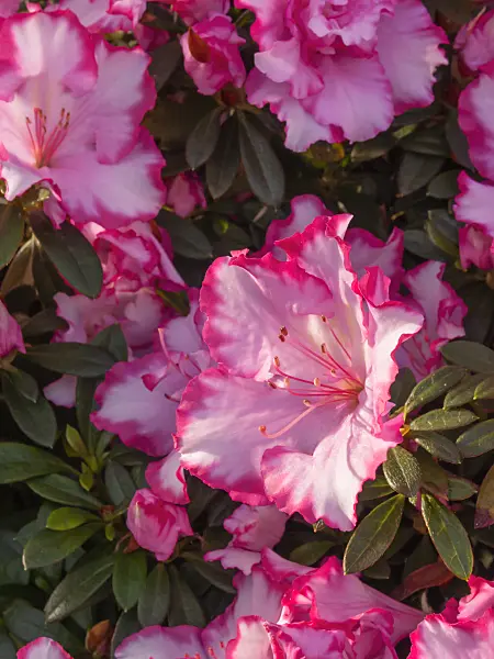 410002 - Indian azalea (Rhododendron simsii 'Taggi')