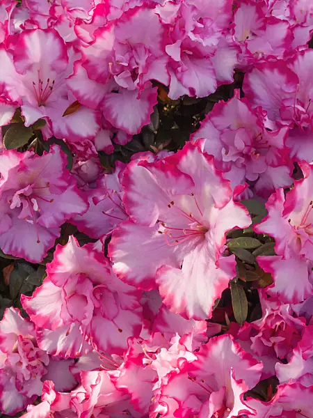 410006 - Indian azalea (Rhododendron simsii 'Taggi')