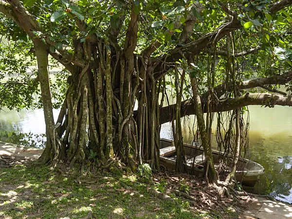 411167 - Indian banyan tree (Ficus benghalensis)