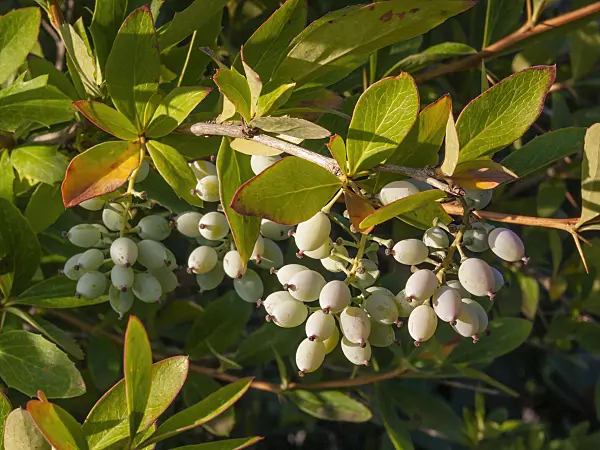 403015 - Indian barberry (Berberis aristata)