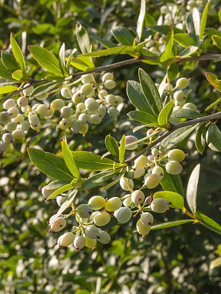 403017 - Indian barberry (Berberis aristata)