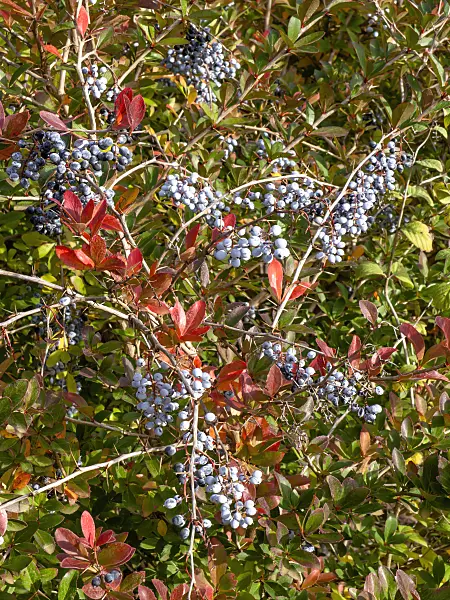 431004 - Indian barberry (Berberis aristata)