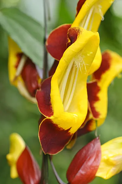 472106 - Indian clock vine (Thunbergia mysorensis)