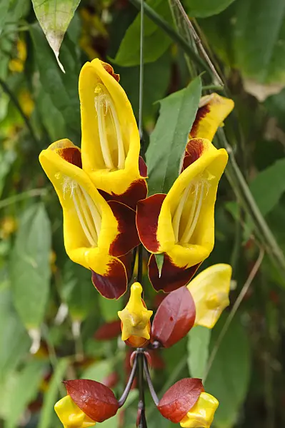 472107 - Indian clock vine (Thunbergia mysorensis)