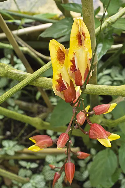 554073 - Indian clock vine (Thunbergia mysorensis)