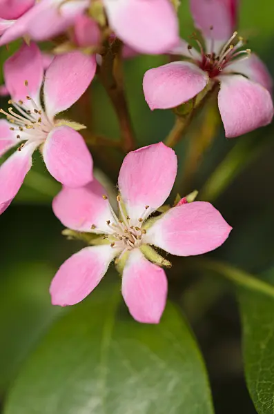 531105 - Indian hawthorn (Rhaphiolepis indica 'Springtime')