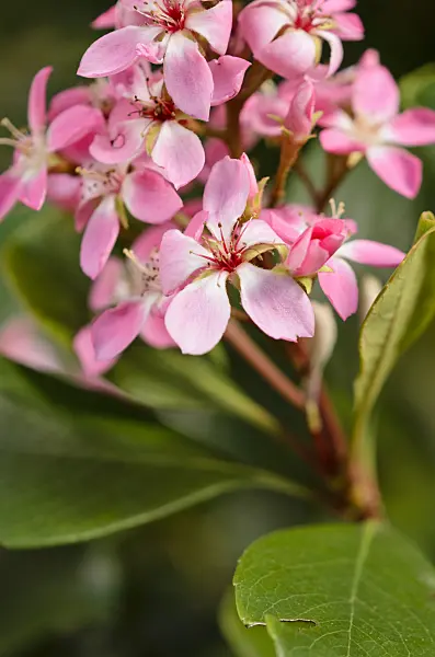 531106 - Indian hawthorn (Rhaphiolepis indica 'Springtime')