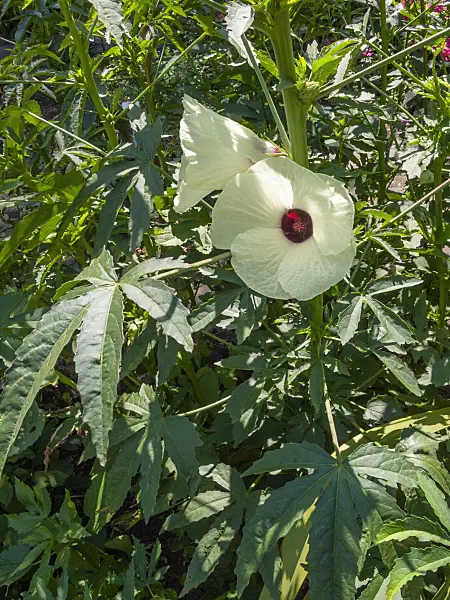 403055 - Indian hemp (Hibiscus cannabinus)