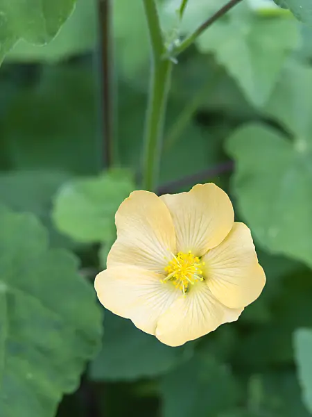 429001 - Indian mallow (Abutilon indicum)
