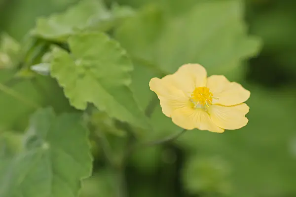 475217 - Indian mallow (Abutilon indicum)