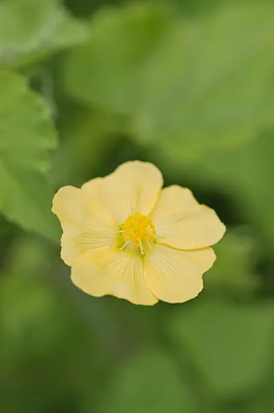 475218 - Indian mallow (Abutilon indicum)