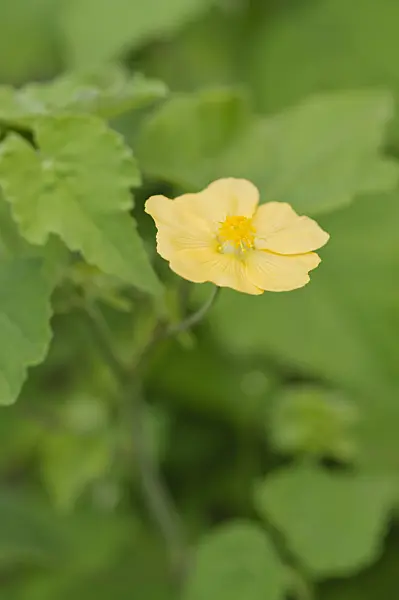 475219 - Indian mallow (Abutilon indicum)