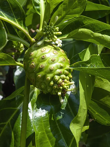 434189 - Indian mulberry (Morinda citrifolia)