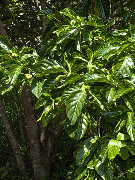 434190 - Indian mulberry (Morinda citrifolia)