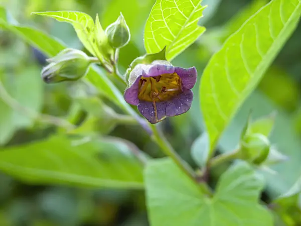 427235 - Indian nightshade (Atropa acuminata)