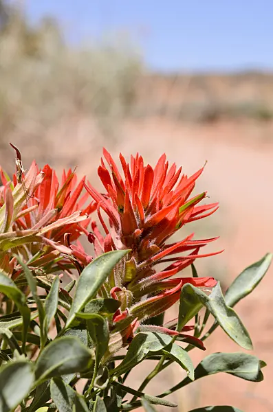 508267 - Indian paintbrush (Castilleja)