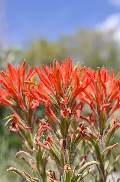 508333 - Indian paintbrush (Castilleja)