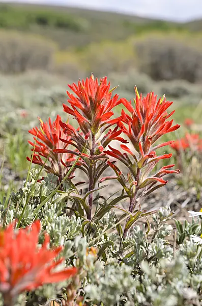 508334 - Indian paintbrush (Castilleja)