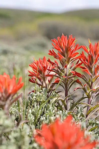 508335 - Indian paintbrush (Castilleja)