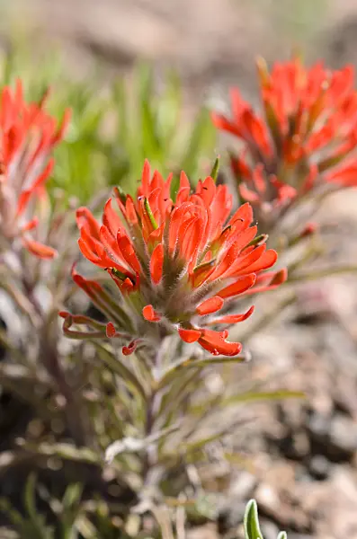 508336 - Indian paintbrush (Castilleja)