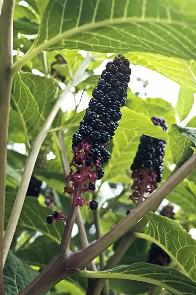 367087 - Indian pokeweed (Phytolacca acinosa)