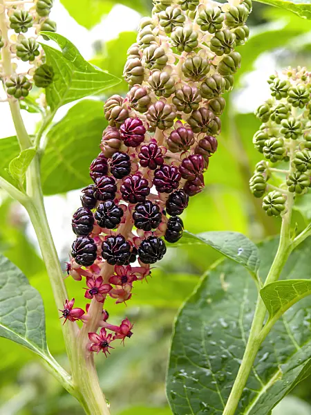 439402 - Indian pokeweed (Phytolacca acinosa)