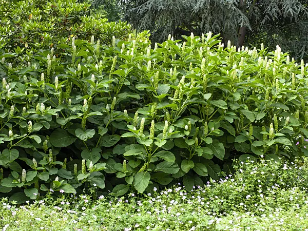 462071 - Indian pokeweed (Phytolacca acinosa)