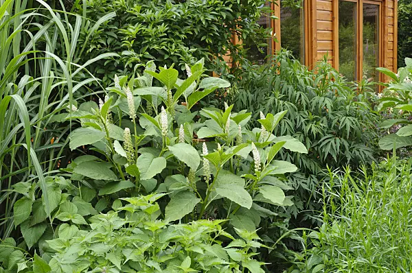 473096 - Indian pokeweed (Phytolacca acinosa)