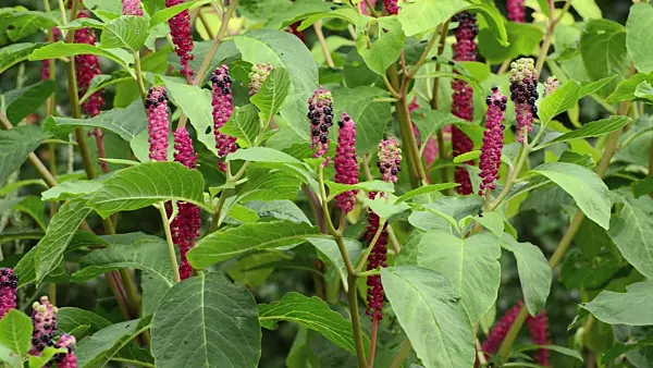 500055 - Indian pokeweed (Phytolacca acinosa)