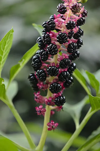 524023 - Indian pokeweed (Phytolacca acinosa)