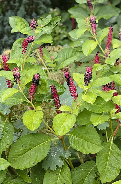 535118 - Indian pokeweed (Phytolacca acinosa)