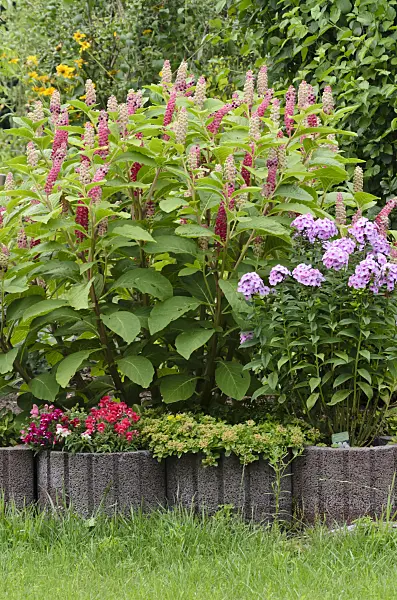 523062 - Indian pokeweed (Phytolacca acinosa) and garden phlox (Phlox paniculata)