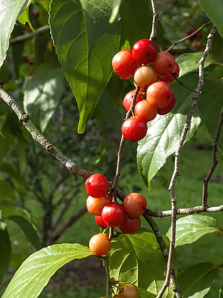 434073 - Indian prune (Flacourtia rukam)