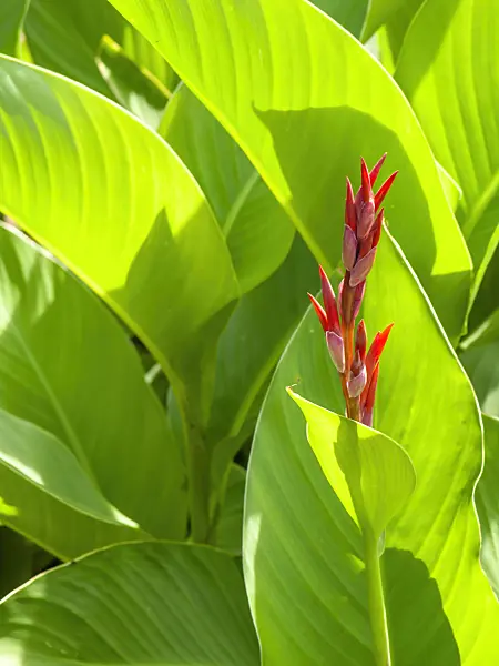 428320 - Indian shot (Canna indica)