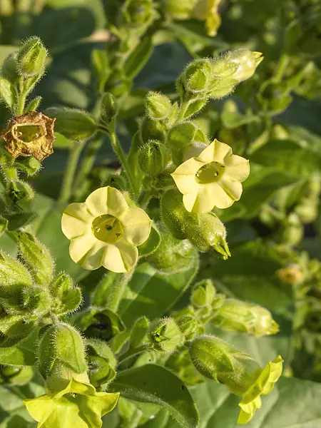 403001 - Indian tobacco (Nicotiana rustica)