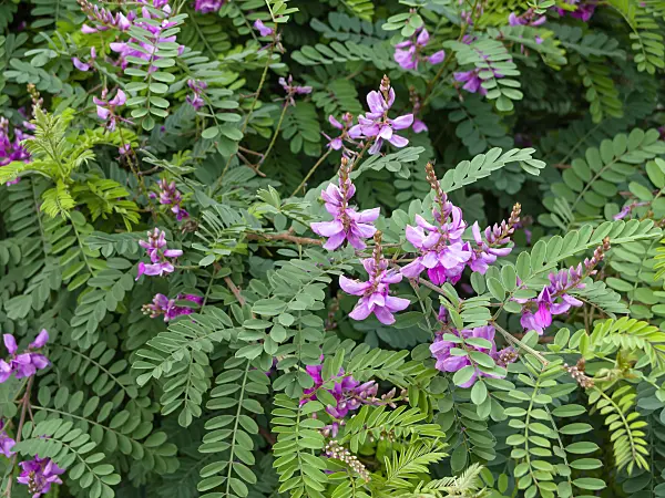464006 - Indigo des teinturiers (Indigofera tinctoria)