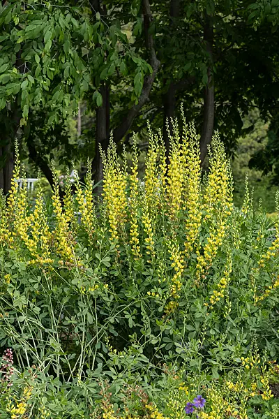 664050 - Indigo-Lupine (Baptisia Solar Flare Prairieblues)