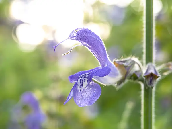 440003 - Indigo woodland sage (Salvia forskaohlei)
